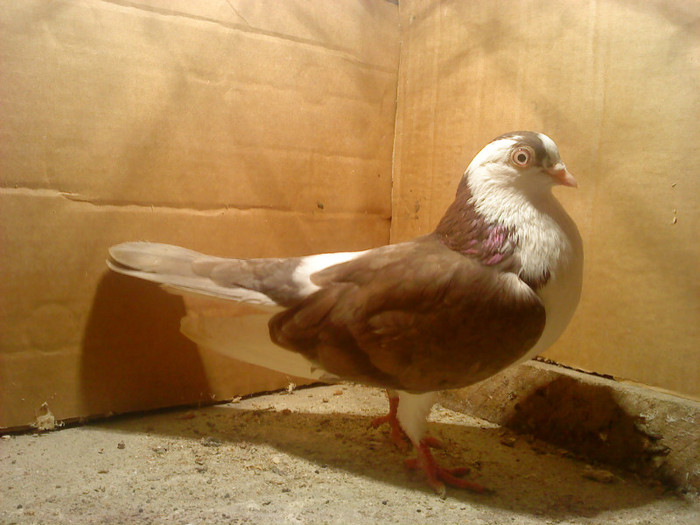 Data in Bucuresti la Dan - D- Porumbei JUCATORI DE GALATI VANDUTI Album 1