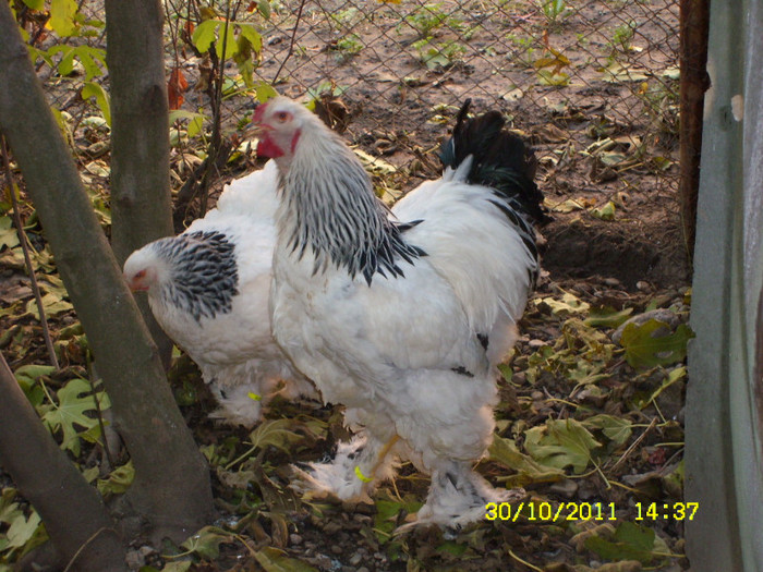 SL731320 - brahma herminat deschis