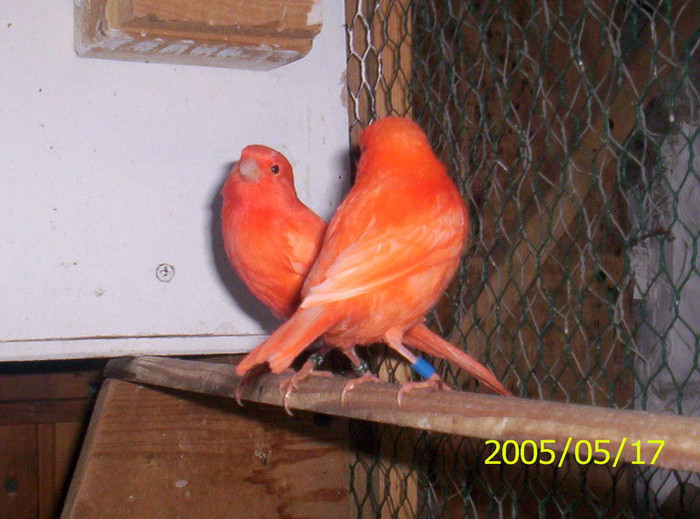 _J_095 - canari mei din 2004 2005 si 2006