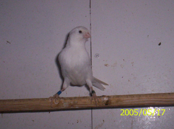 _J_098 - canari mei din 2004 2005 si 2006