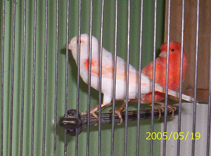 _J_131 - canari mei din 2004 2005 si 2006