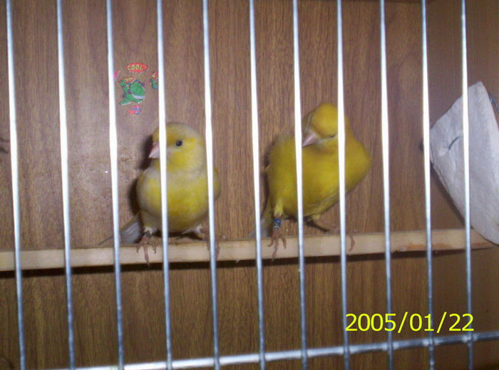 K_p_061; o pereche galbena masculul inztensiv galben,femeluta neintensiva
