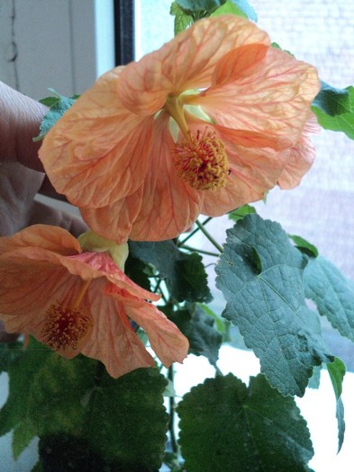 Abutilon portocaliu