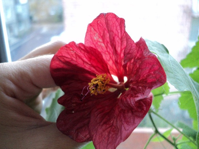 DSC07698 - Abutilon