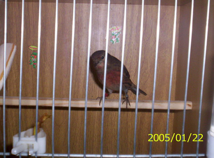 kenderike_paszta; hibrid de canepar x canari
