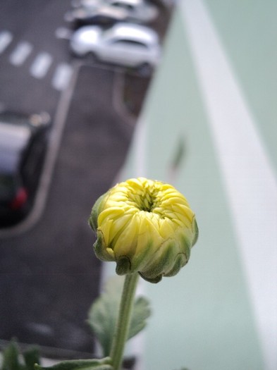 Boboc Olimp Yellow 1 - Crizanteme