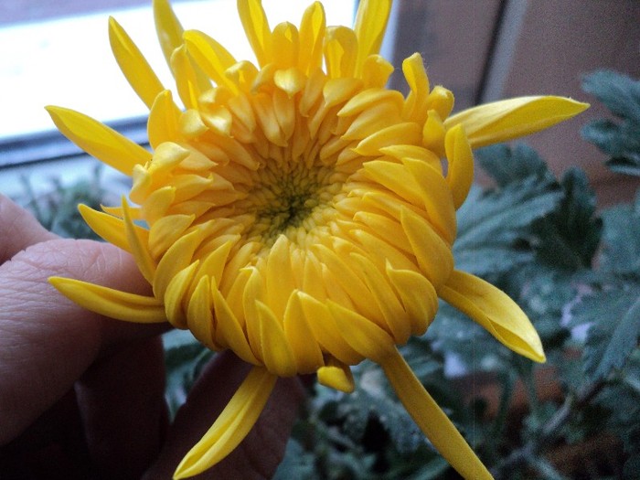 Boboc Olimp Yellow 3 - Crizanteme
