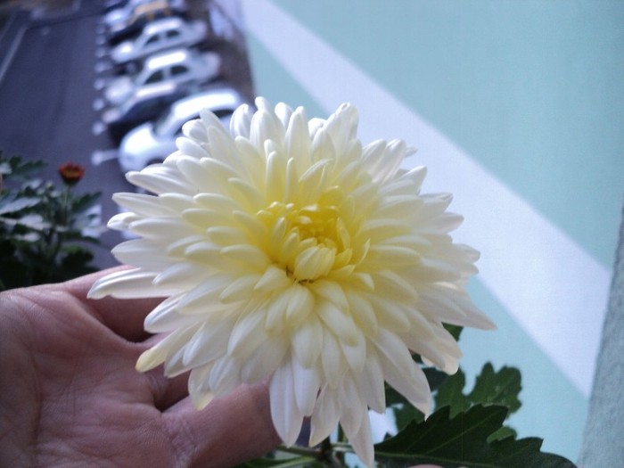 Crizantema alb-crem - Crizanteme