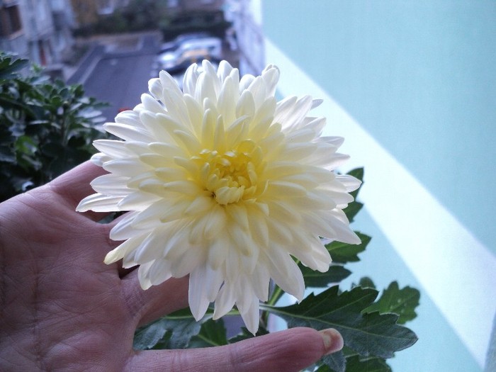 Crizantema alb-crem; Crizanteme
