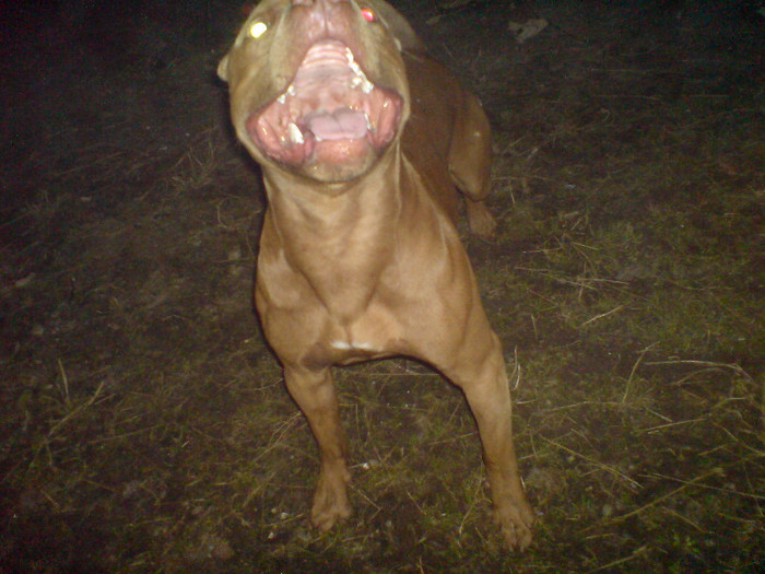 DSC05190 - monta pitbull