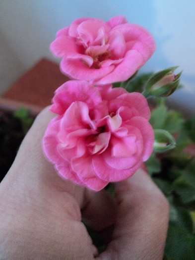 Muscata roz trandafiras semicurgatoare; Muscata roz
