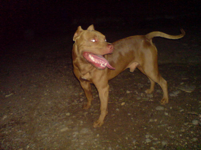 DSC05204 - monta pitbull