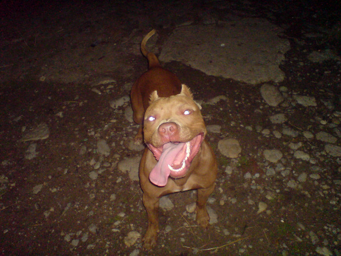 DSC05203 - monta pitbull