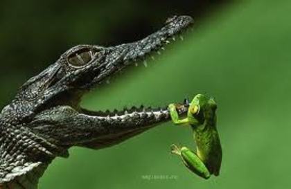 images (10) - green