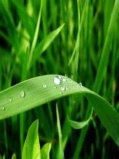 images (11) - green