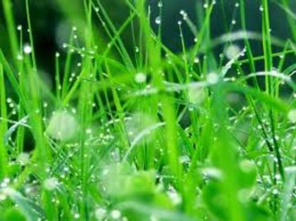 images (12) - green