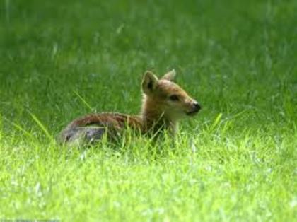 images (15) - green
