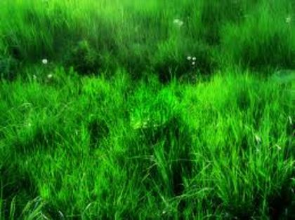 images (17) - green