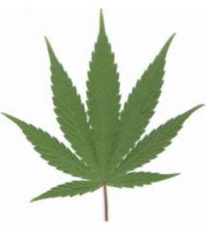 images (21) - green