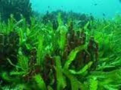 images (24) - green