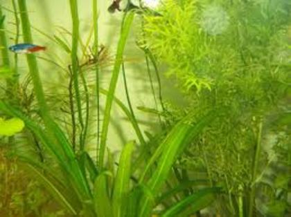images (26) - green