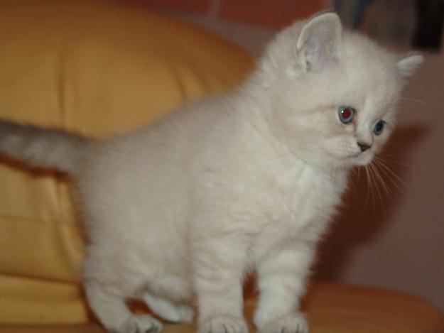 1316950171_90753563_3-PISICI-BRITISH-SHORTHAIR-WHISKAS-BRITISH-BUCURESTI-BRASOV-ORADEA-IASI-TIMIS-An - pisici