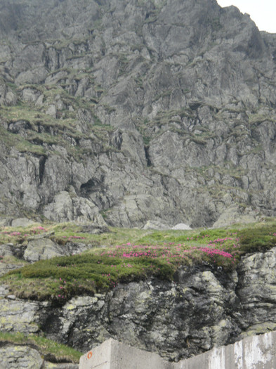 P6160094 - Pe TRANSFAGARASAN  1
