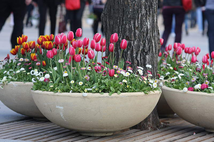 0006_Pitesti-Festivalul-lalelelor_2011_01_013 - Pitesti