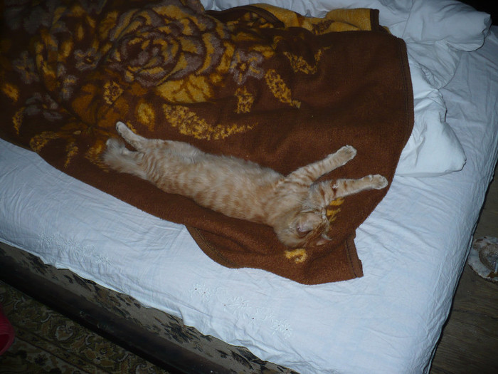 P1050165 - In amintirea lui Portocala - pisicul meu iubit