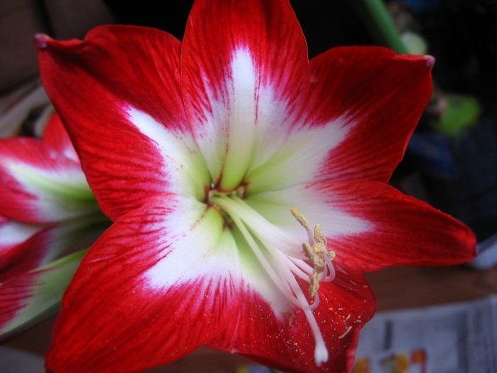 Tres chic - a De vanzare Hippeastrum Amaryllis