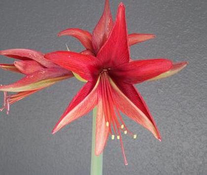 Bogota - a De vanzare Hippeastrum Amaryllis