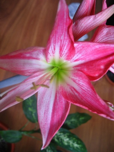 Neon - a De vanzare Hippeastrum Amaryllis