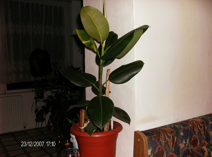 HPIM0467Ficus elastica