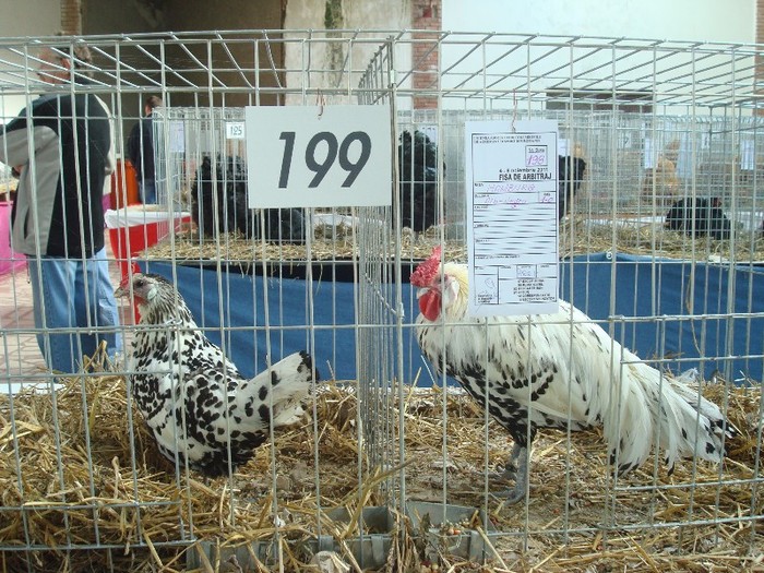 DSC01227 - Expo Cupa Banatului - Sannicolau Mare - noiembrie 2011
