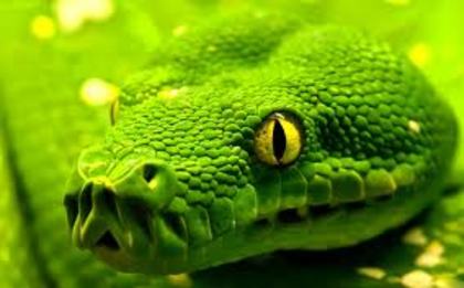 images (7) - green