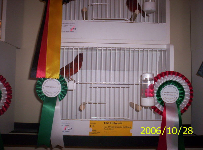 2006_Pannonia_ki_ll_t_s_009 - canari mei din 2004 2005 si 2006