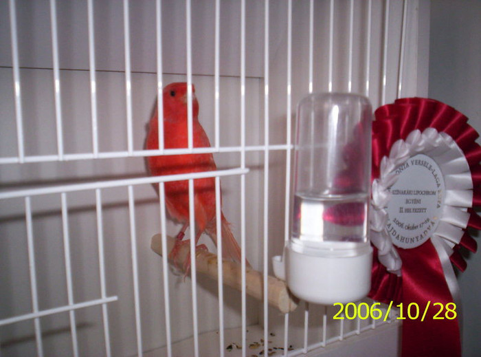 2006_Pannonia_ki_ll_t_s_061 - canari mei din 2004 2005 si 2006