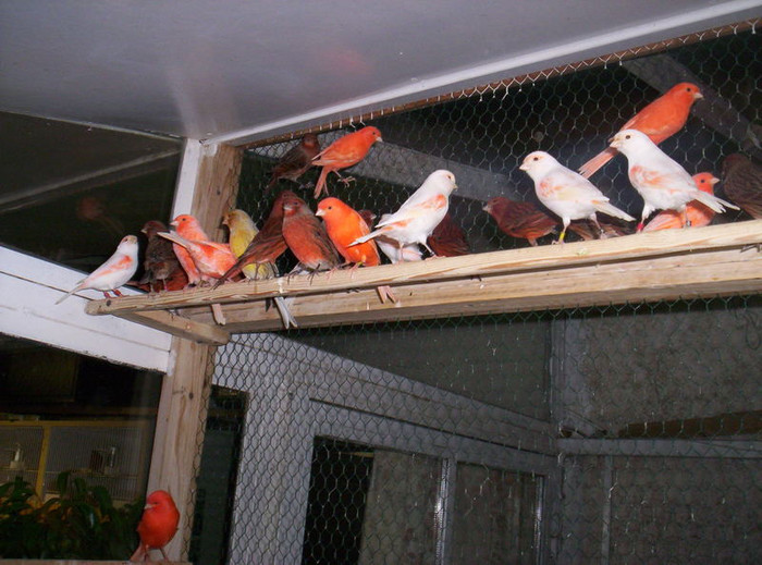 araim_Pannonia_kupa_ut_n_062; femelute masculi sint deja la cald
