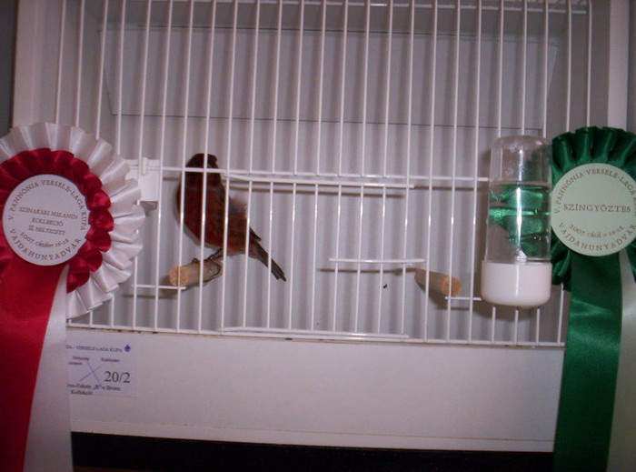 2007_Vajduhunyadv_r_022; locul 1 intre negru rosii neintenziv si locul 2 in general
