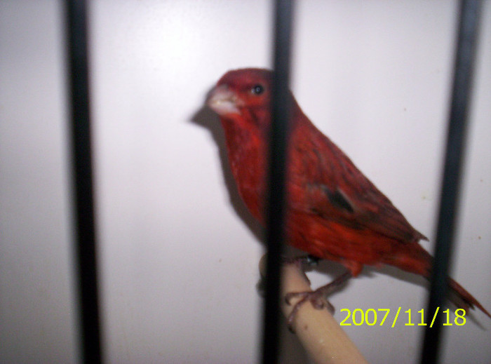 oks_g-Lurdy_h_z_Budapest_131; rosu negru intenziv
