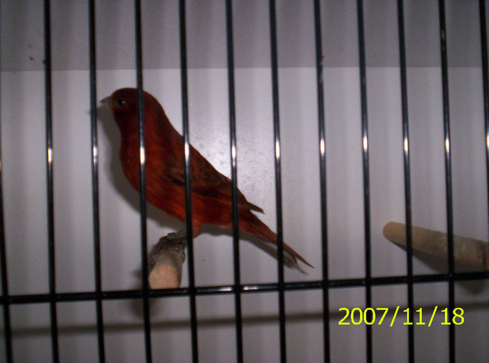 oks_g-Lurdy_h_z_Budapest_042-1; negru rosu inztenziv
