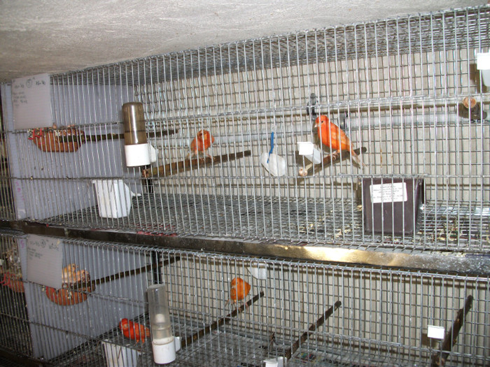DSCF0682; canari rosii reproducatori
