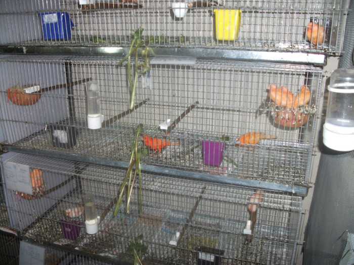 DSCF2327 - Canari 2011