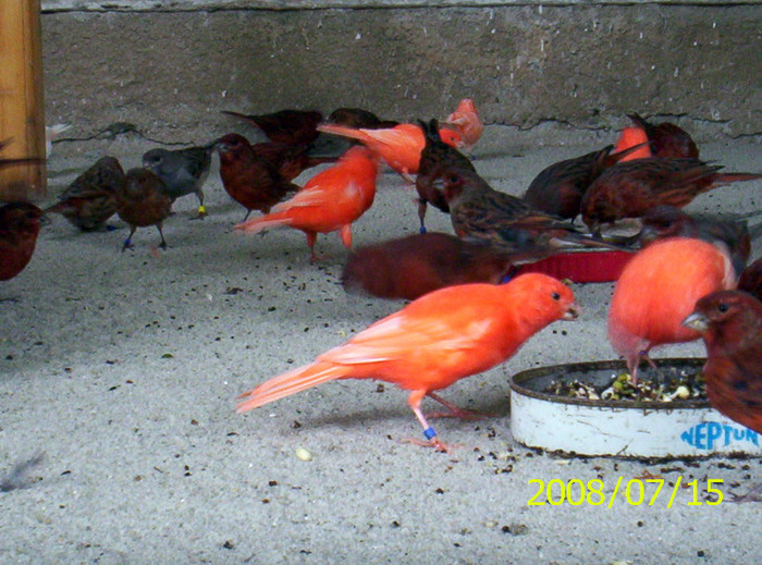 2008.07.15011 - canari mei din 2008