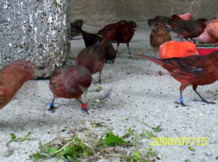 2008.07.15027; va atrag atentia deasupra picireleor la negru rosii ce negri sint,asta da melanin:)
