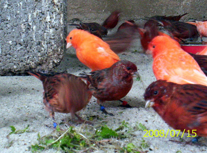 2008.07.15028; poza asta e foarte buna una are piciore negre celelalat numai inhis
