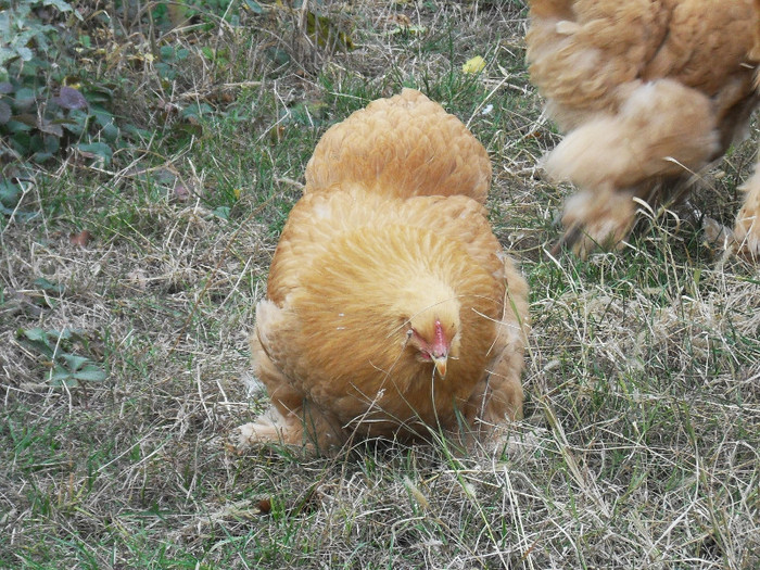 SDC12127 - COCHINCHINA GALBEN