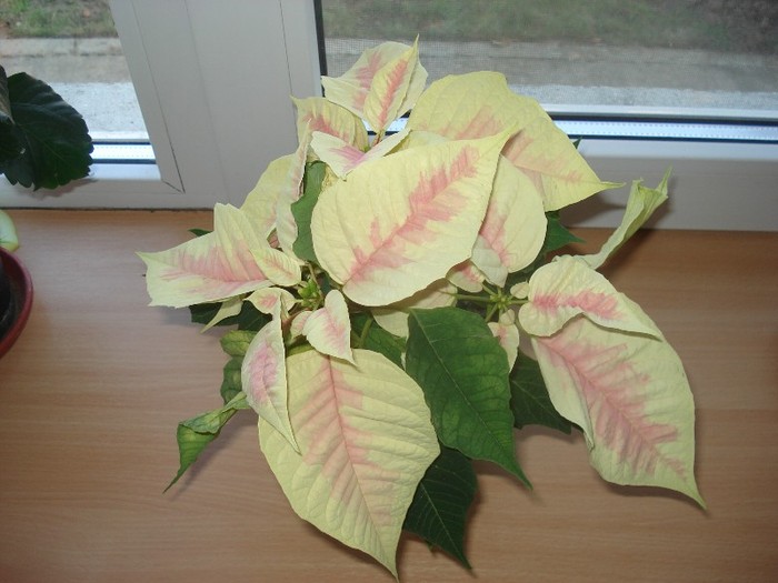 euphorbia pulcherrima(craciunita)