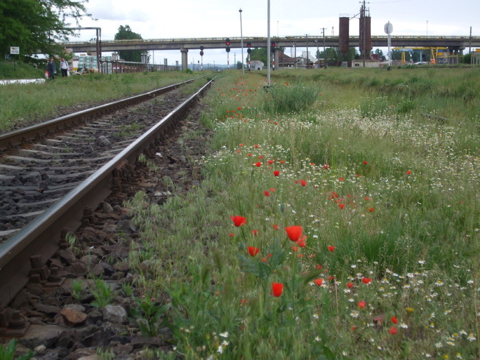 14988507_LKIXHKFXW - Istoria orasului natal