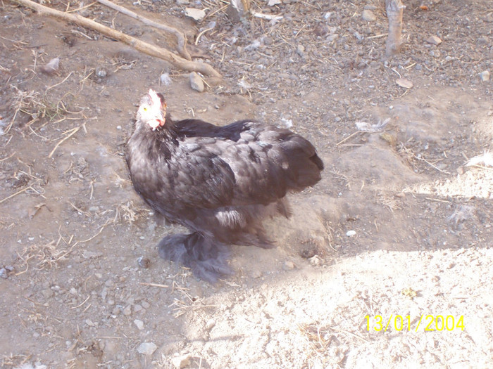 100_3314 - Pui 2011